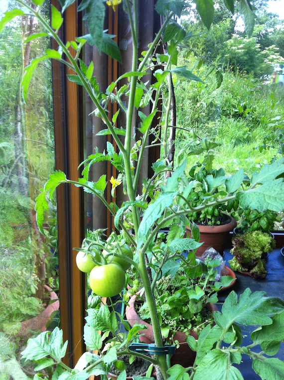 05-2014 - Tomaten binnen kweken